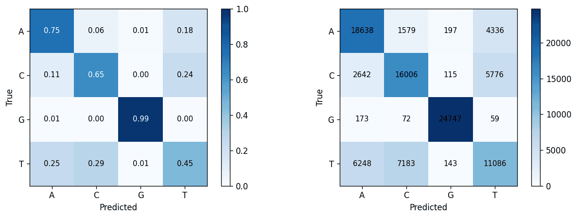 Per-base confusion after fine-tuning, row-normalized (left) and as raw counts (right). Guanine resolves cleanly at 0.99 and the A↔G pair with it. The residual concentrates on the C↔T channel, with thymine called correctly in 0.45 of cases.