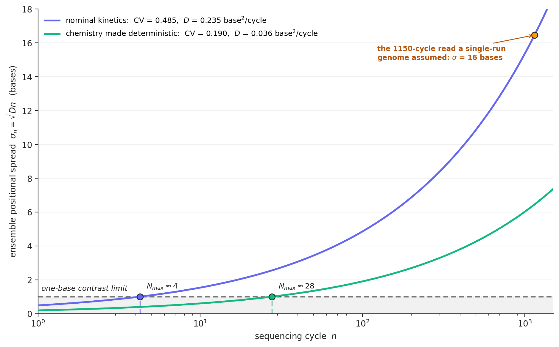 Positional spread of the ensemble, σₙ = 0.485√n bases, against cycle number. Adjacent positions stop resolving once σₙ exceeds one base, which happens at about 4 cycles on nominal kinetics and 28 if the chemistry were made deterministic.